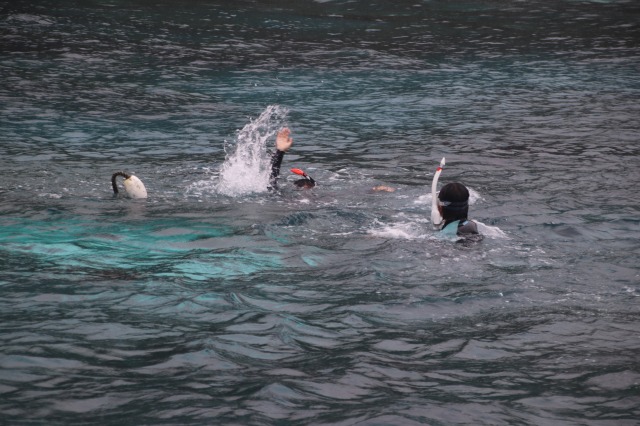 溺者救助(レスキュー)訓練講習会